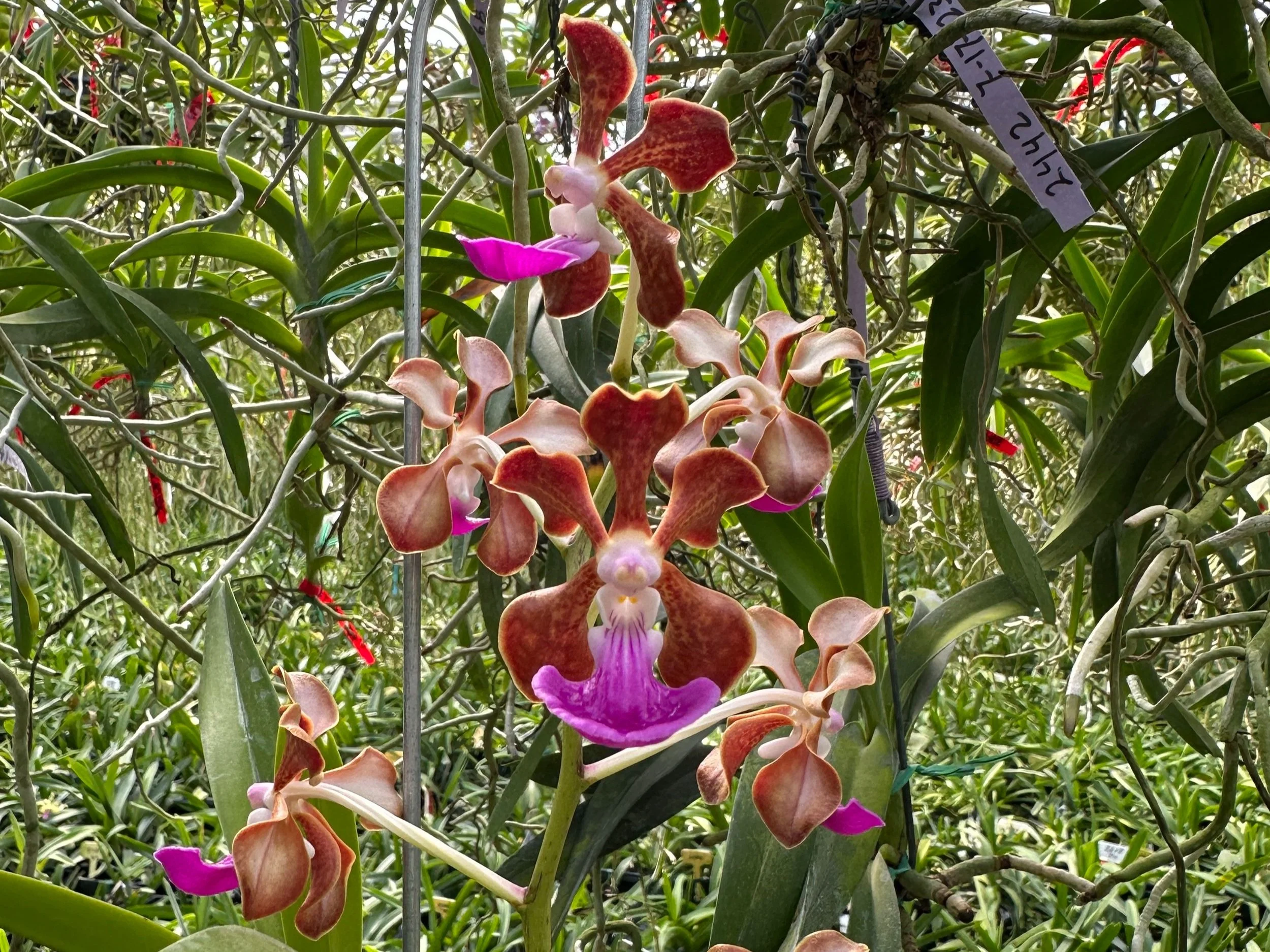 その他 S.M. Novella Vanda Suavis 50mLx2 S.M. Novella Vanda Suavis 50mLx2